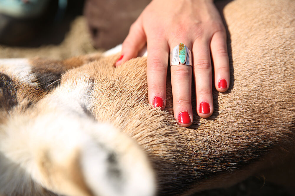 Tobey Schmidt runs her hands over the hair of her antelope buck